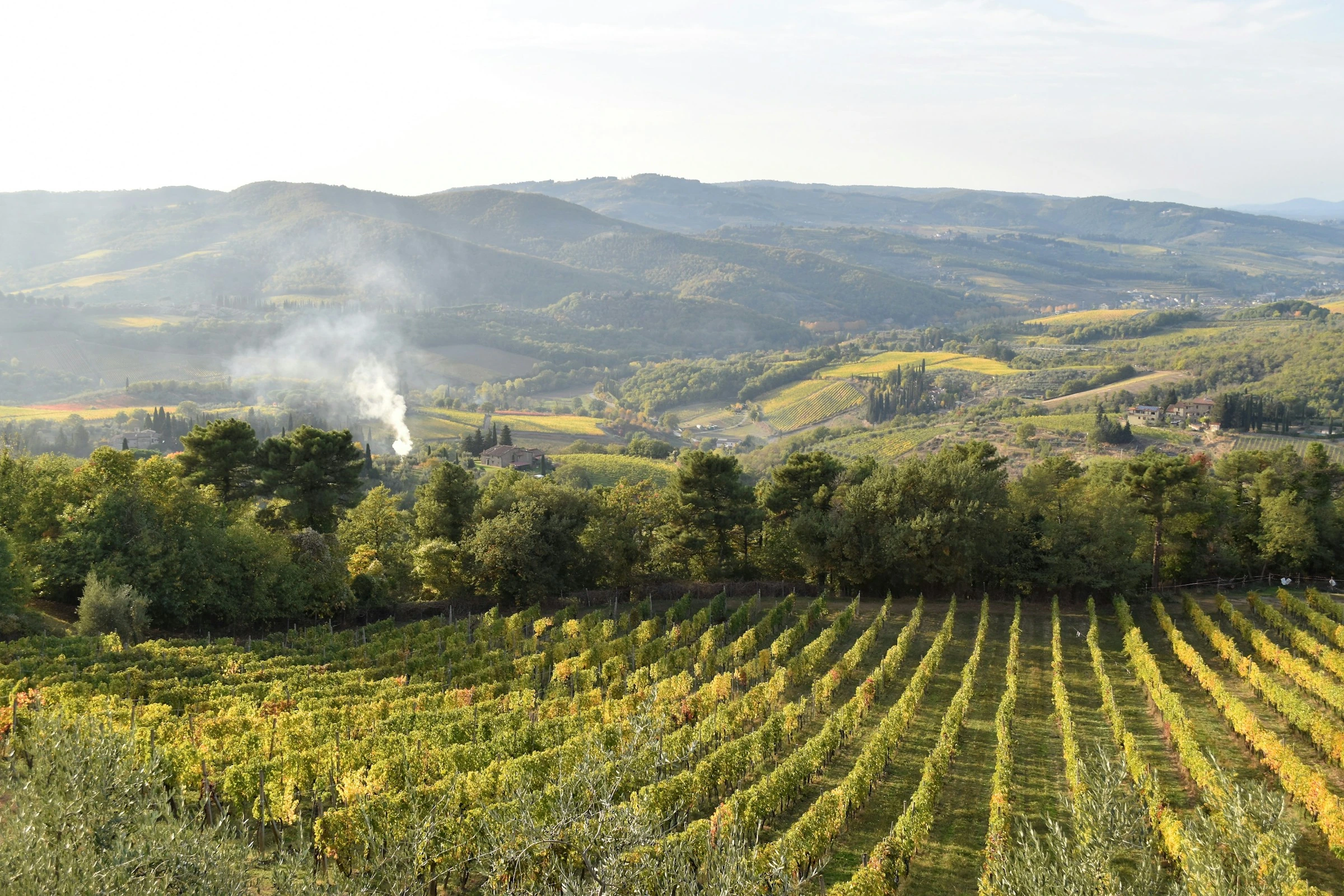 Vineyard rows and rolling hills in Chianti, Tuscany